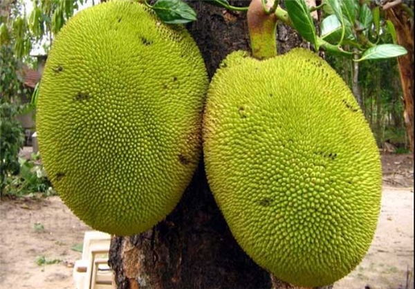 http://www.yazdfarda.com/media/news_gal/file_13503.jpeg