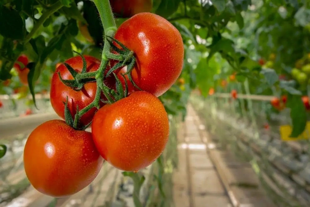 گوجه فرنگی در آستانه انقراض!