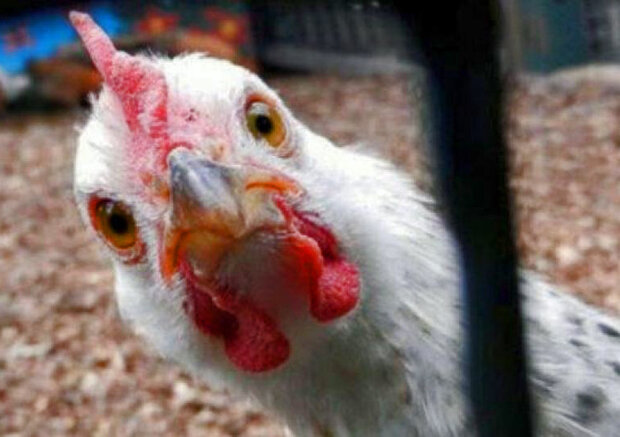 ته‌ زمین آرزوها