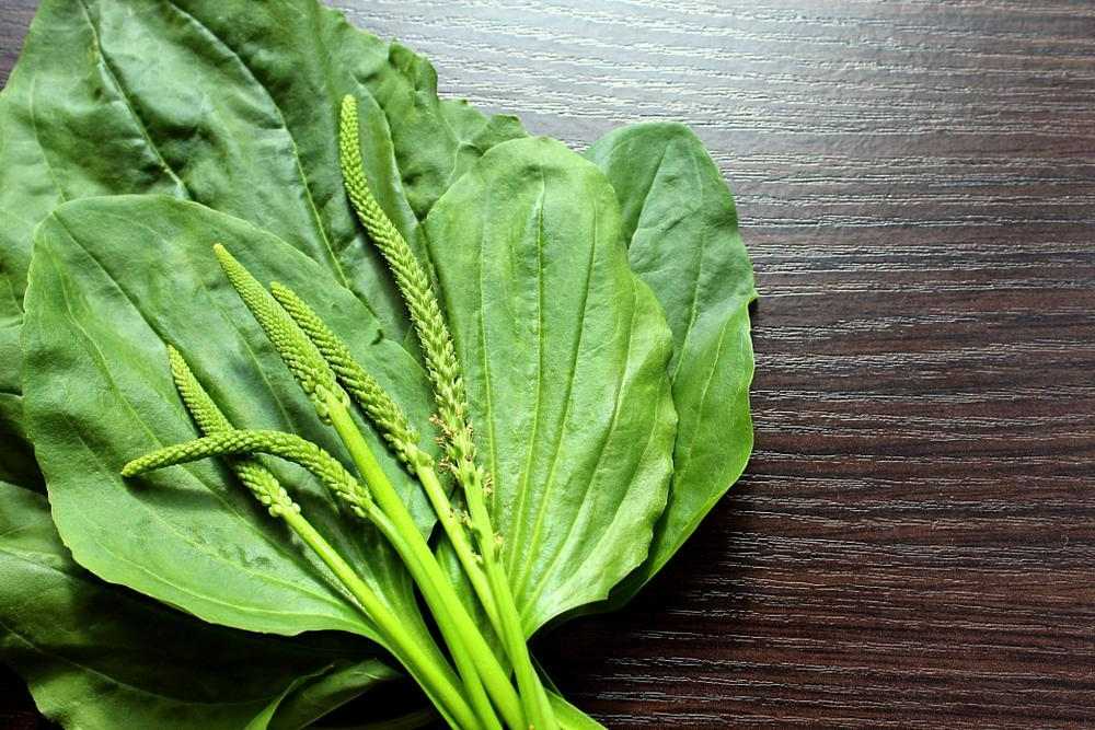 بارهنگ؛ گیاه دارویی برای بهبود زخم ها و کاهش سرفه