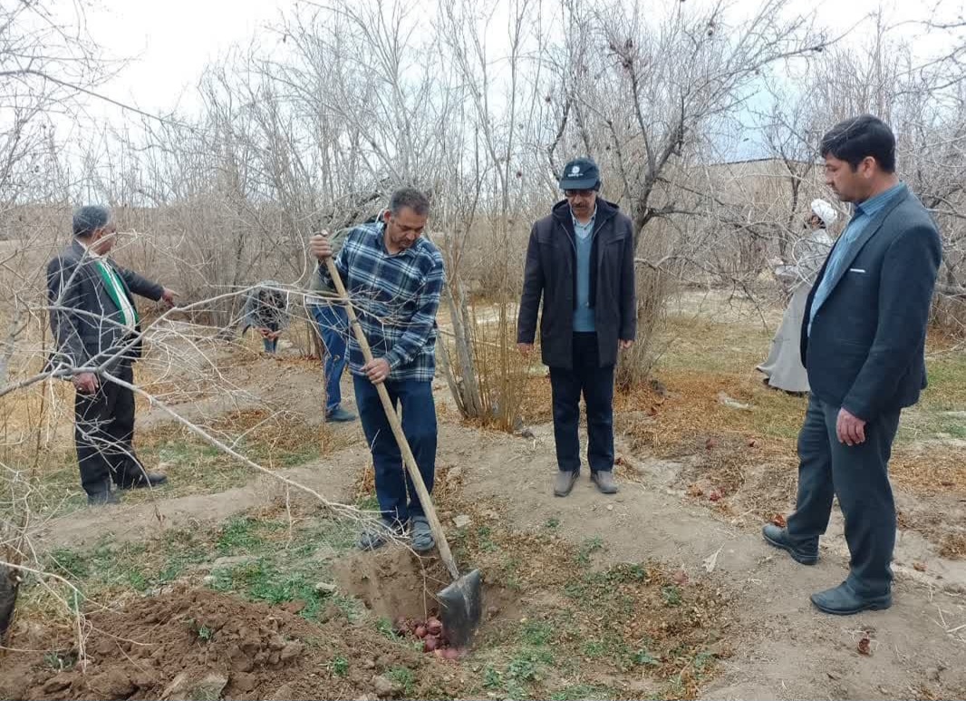 پاکسازی باغات در مهریز