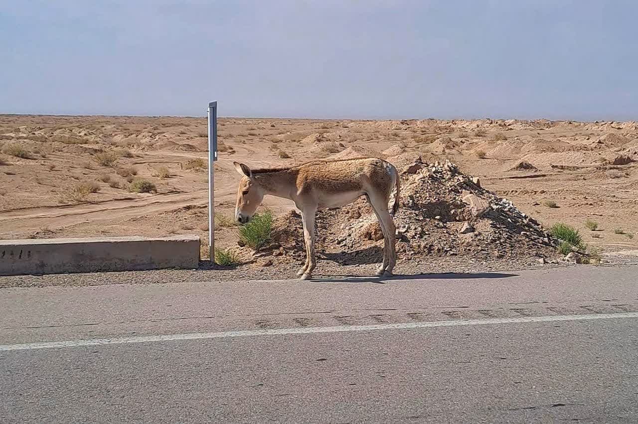 نجات گورخر ایرانی گرفتار در باتلاق رودخانه شور