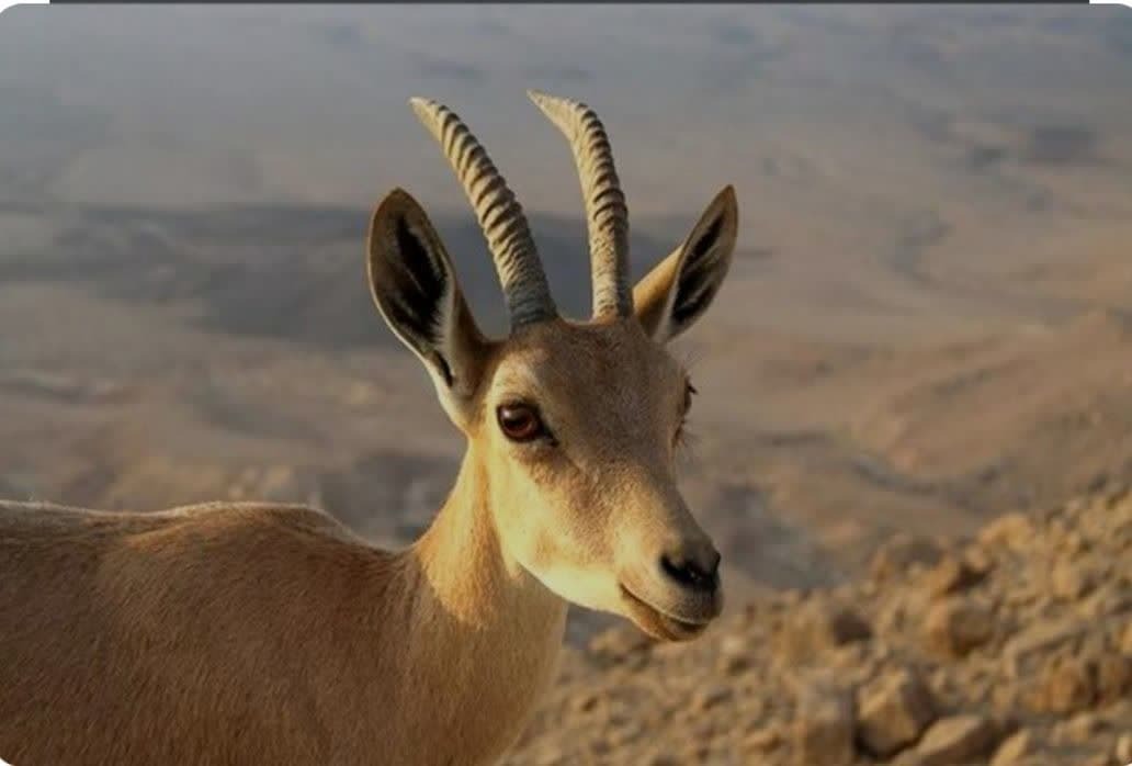 دستگیری متخلفان زنده گیری یک راس بز وحشی در بافق