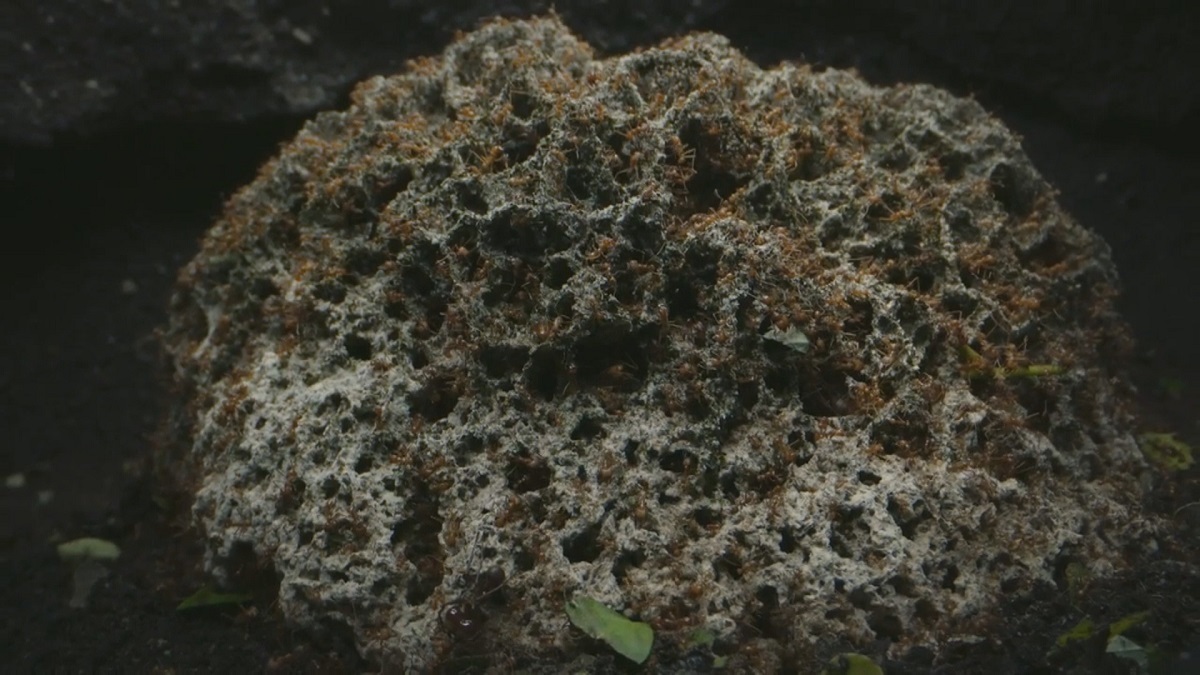 (فیلم) موجود عجیبی که قاتل برگ‌هاست