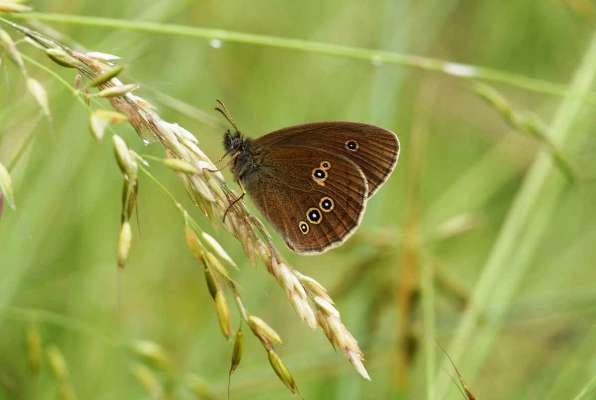 کاهش بهت‌آور جمعیت پروانه‌ها؛ زنگ خطری برای طبیعت