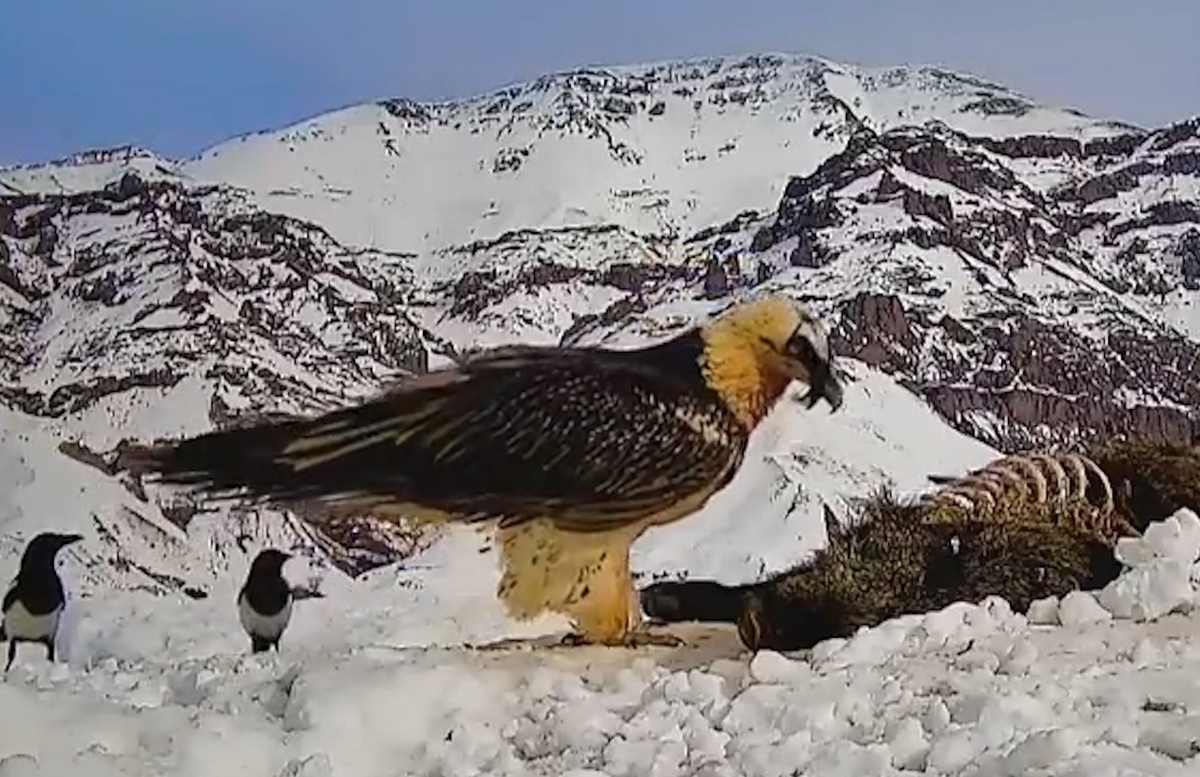 فیلم| غذا دادن همای سعادت به جوجه‌اش در ارتفاعات طالقان