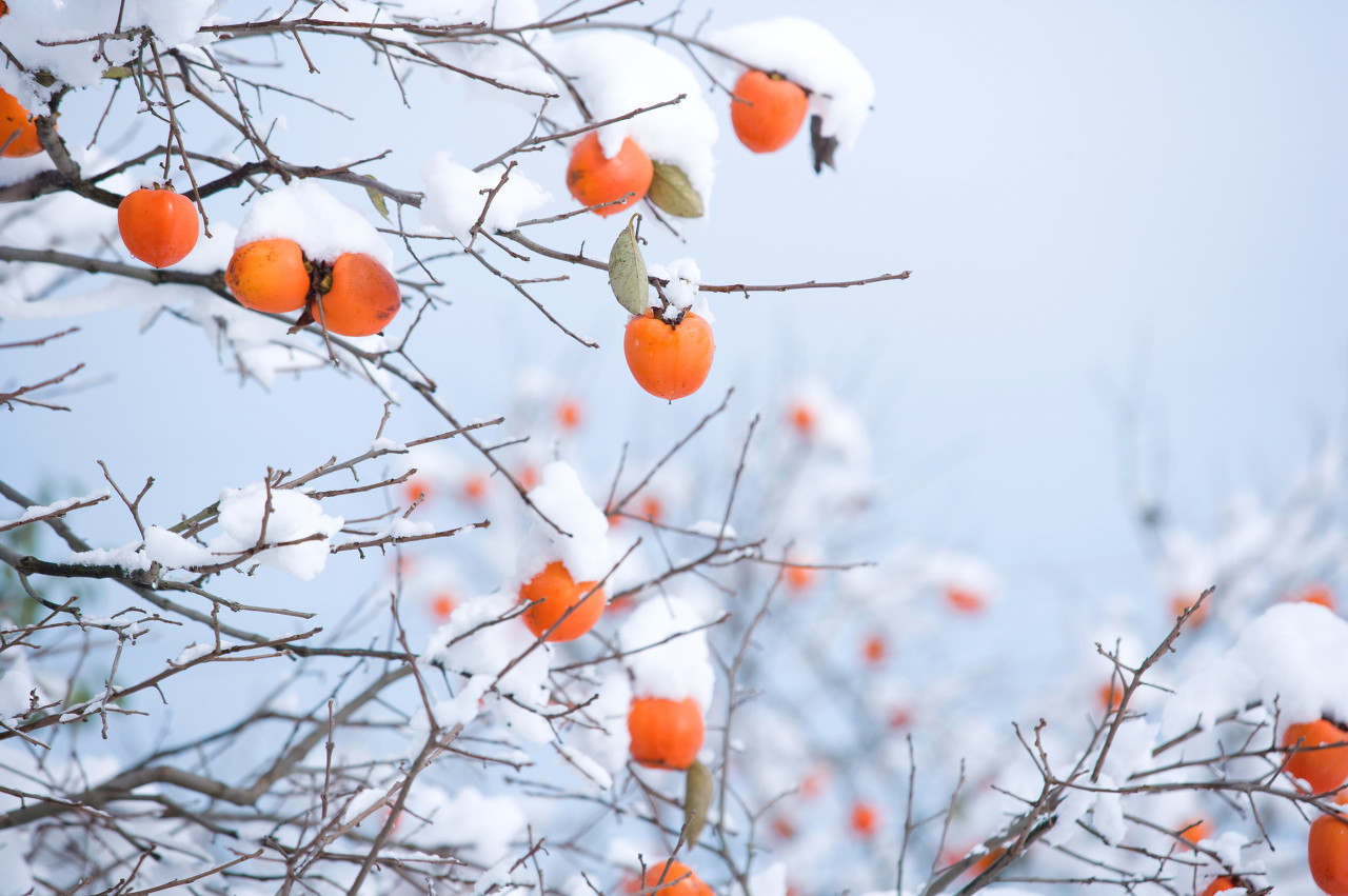 صدور هشدار نارنجی هواشناسی استان کرمان/ احتمال سرمازدگی محصولات در جنوب