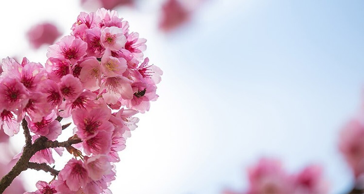 تفال به حافظ یکشنبه ۱۲ اسفند۱۴۰۳؛ خیال نقش تو در کارگاه دیده کشیدم...