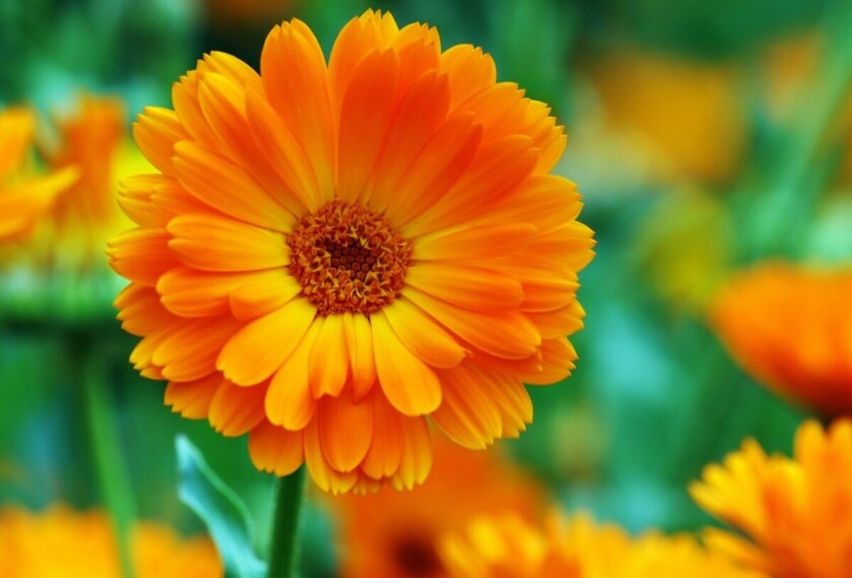 تفال به حافظ پنجشنبه ۲۸ فروردین ۱۴۰۴؛ در عیش نقد کوش که، چون آبخور نماند...