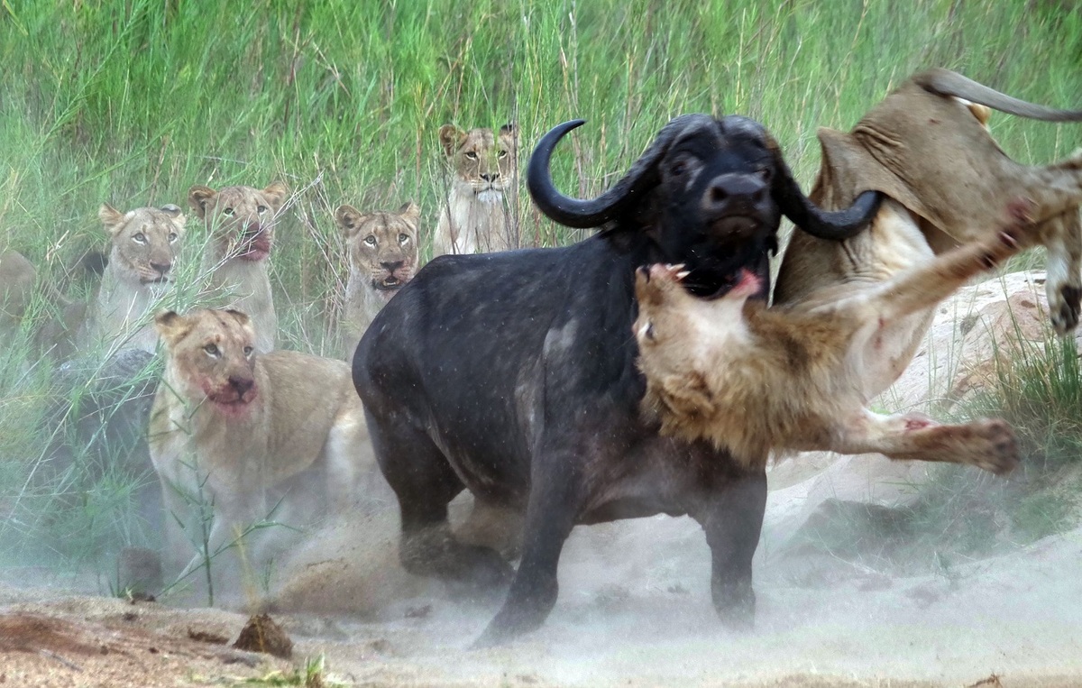 فیلم| حمله ناگهانی بوفالو به شیرها پس از رهایی از دام آب