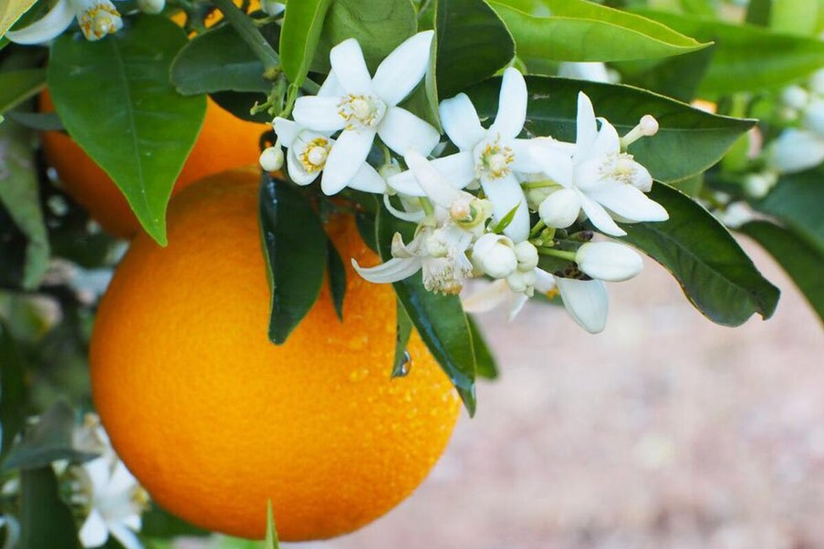 دفع انگل با این میوه خوشمزه