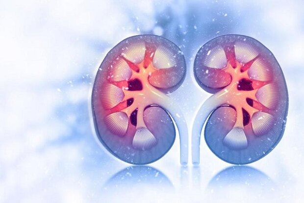 داروی دیابت روند پیری کلیه را کُند می‌کند