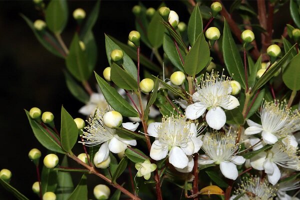 معجزه طبیعت برای درمان، زیبایی و سلامت بدن