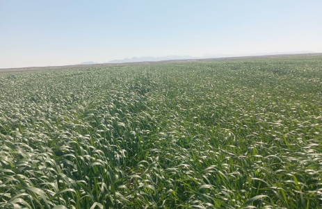 بیماری زنگ زرد گندم در کمین گندمزار‌ها