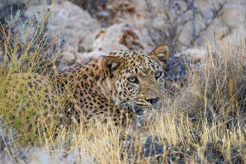 حضور پلنگ ایرانی ماده در بهاباد حضور پلنگ ایرانی ماده در بهاباد