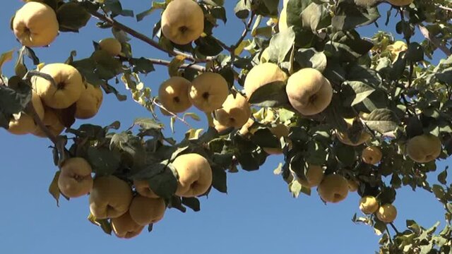 آغاز برداشت میوه «به» از باغات «بهاباد» یزد