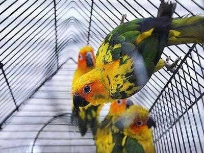 کشف بیش از ۱۰۰ پرنده زینتی قاچاق در مهریز