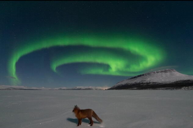 عکس روز ناسا از آتش به پا کردن روباه شمالی!