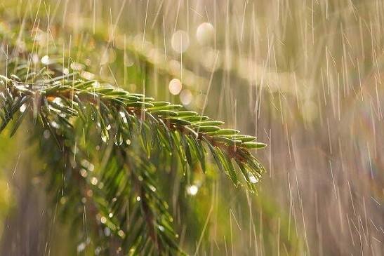 بارش رگبارهای پراکنده در یزد