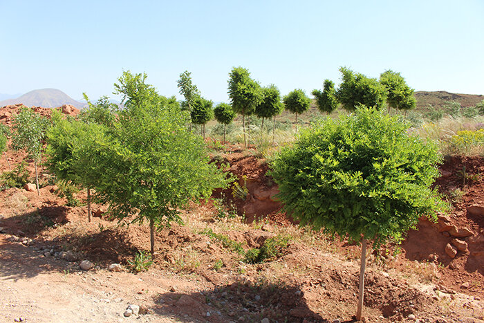 آغاز اجرای طرح مردمی کاشت درخت در اراضی ملی بیشه بافق