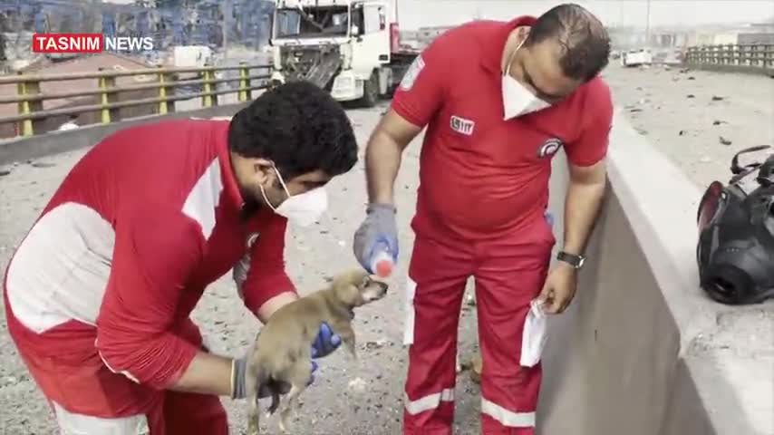 فیلم| امداد‌رسانی به کوچک‌ترین موجود آسیب دیده در انفجار بندر شهید رجایی