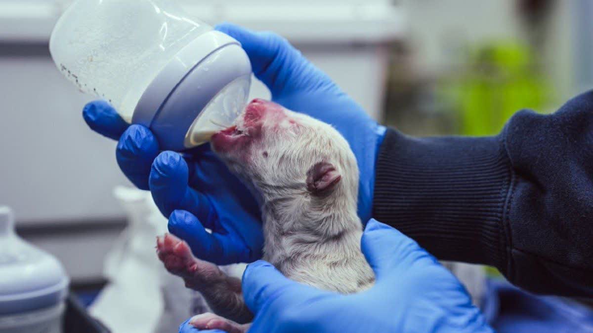 احیای گرگ دایر پس از حدود ۱۳هزار سال توسط دانشمندان!