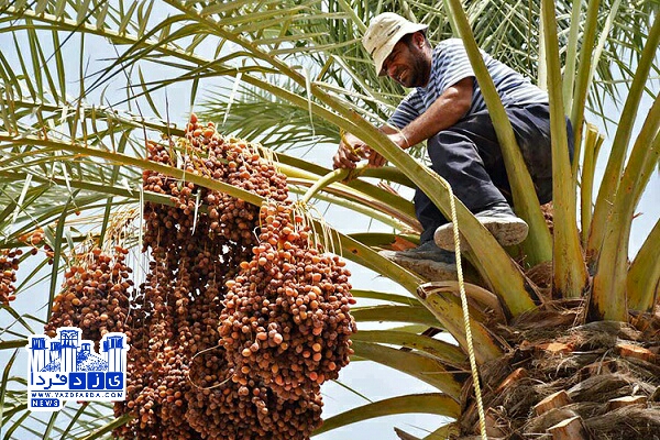 افزایش ۱۰ درصدی برداشت خرما در دیار نخل و آفتاب