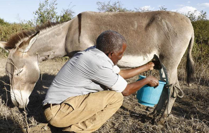 همه آنچه باید درباره خواص شیر الاغ بدانید