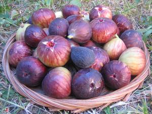 برداشت انجیر در مهریز افزایش 30 درصدی داشت