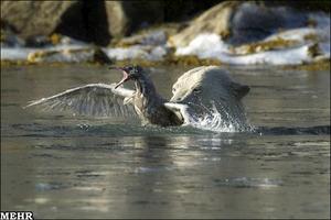 گزارش علمی تصویری / تصاویر مبارزه دیدنی یک پرنده با خرس قطبی/ پرنده پیروز شد!