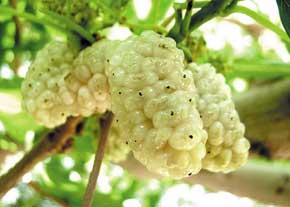 بزرگترین توتستان استان یزد در مهریز از مسافران پذیرایی می‌كند 