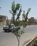 با کاشت نه هزار اصله نهال، فضای سبز شهر میبد جان تازه‌ای یافت