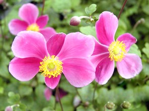 معرفی گل و گیاه:آنمون ژاپنی-Anemone hupehensis war Japonica