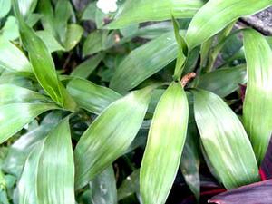 معرفی گل و گیاه:دراسنا ساندریانا: Dracaena sanderiana