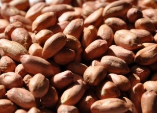 بادام زمینی های قاچاق در یزد کشف شد 