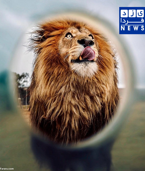 شیرها بدون بلیط گردشگران را قفس دیدند/تصاویر