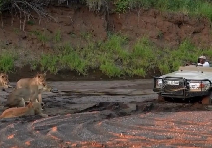 فیلم| تلاش یک شیر برای بیرون کشیدن خودروی گیر افتاده در گل و لای