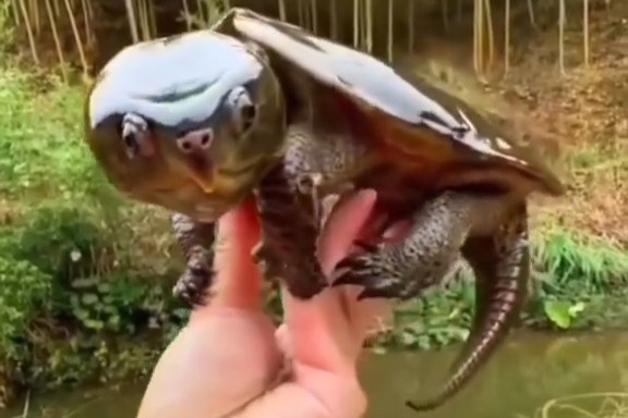 ببینید| پوکمون زنده دنیای واقعی را ببینید!