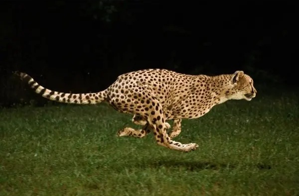 ببینید| تصاویر هوایی از تعقیب نفس‌گیر گوزن یالدار توسط یوزپلنگ‌